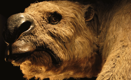 Diprotodon, photo credit: Gilbert Price